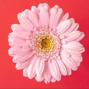 Meet your Posher, Constance